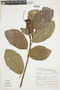 Pavonia alnifolia image