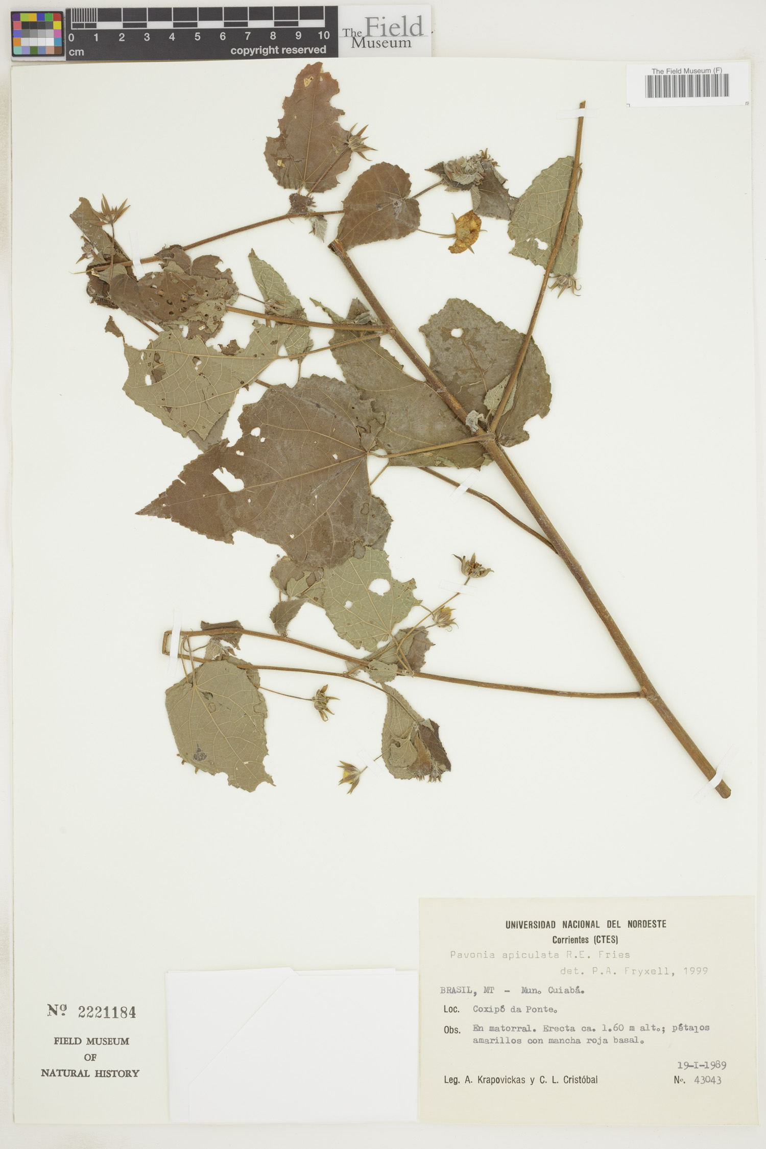 Pavonia apiculata image