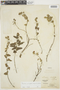 Pavonia aurigloba image