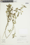 Pavonia aurigloba image