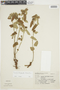 Pavonia belophylla image