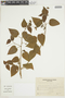 Pavonia biflora image