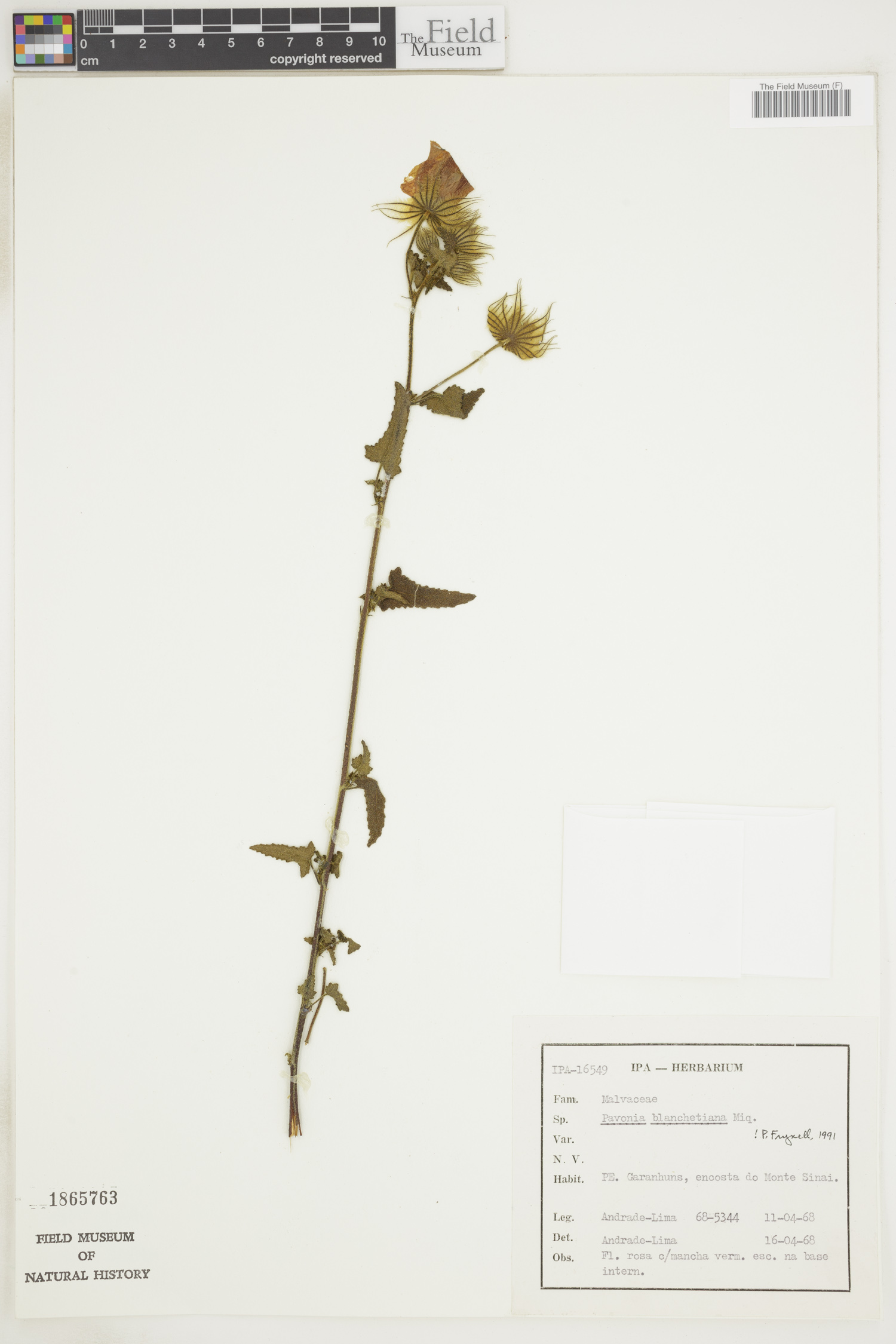 Pavonia blanchetiana image