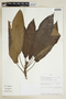 Pavonia castaneifolia image
