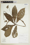 Pavonia castaneifolia image