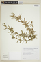 Pavonia betonicifolia image
