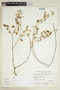 Pavonia cymbalaria image