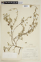 Pavonia cymbalaria image