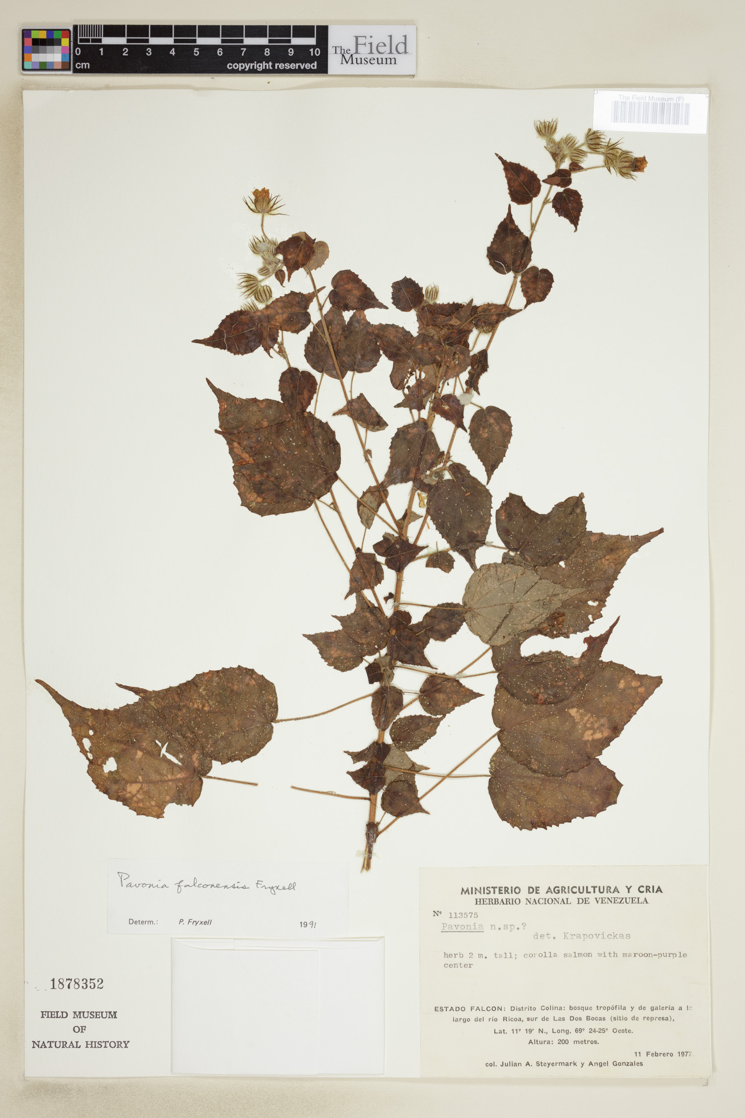 Pavonia falconensis image
