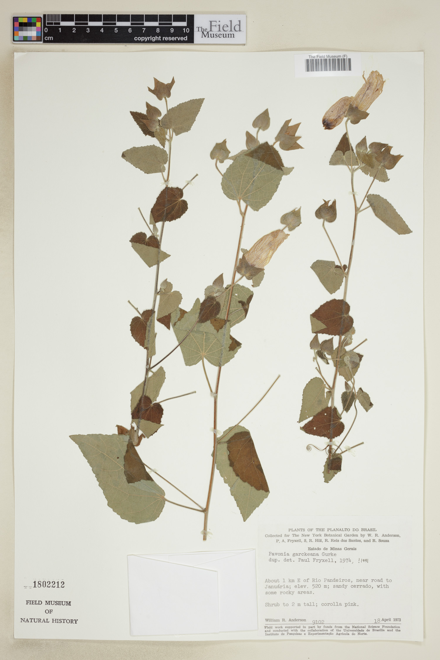Pavonia garckeana image