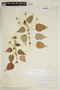 Pavonia geminiflora image