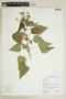 Pavonia geminiflora image