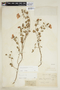 Pavonia glechomoides image