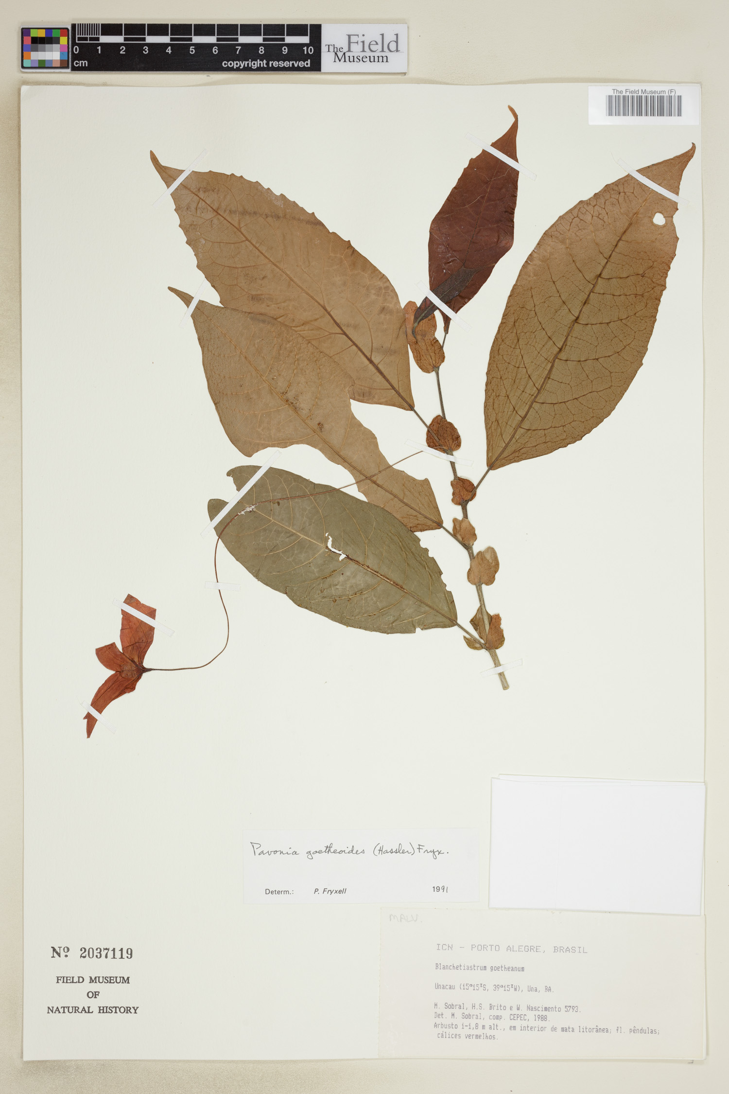 Pavonia goetheoides image