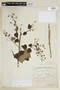 Pavonia gracilis image