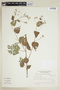 Pavonia gracilis image