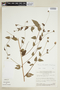 Pavonia hexaphylla image