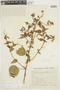 Pavonia laxifolia image