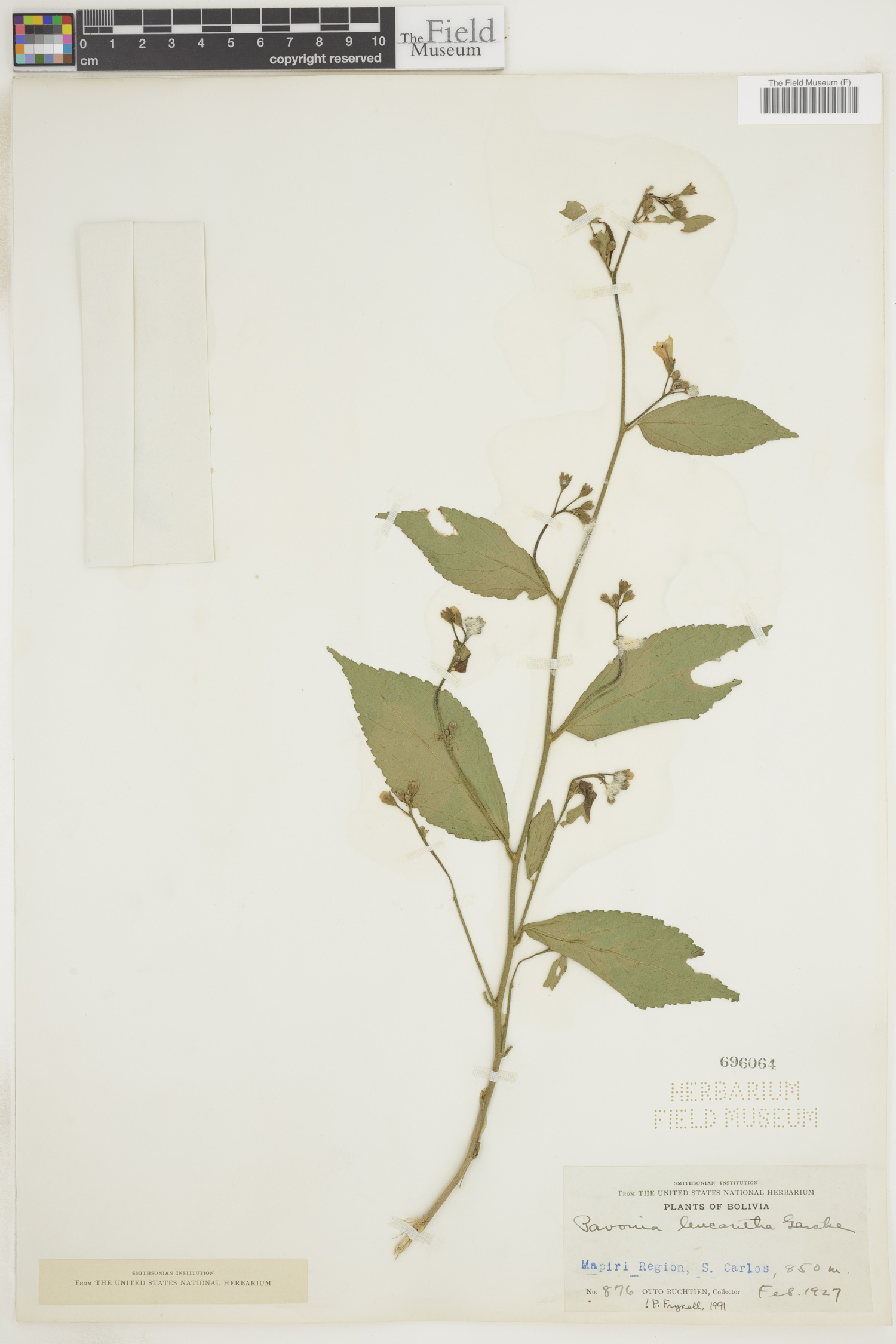 Pavonia leucantha image