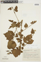 Pavonia opulifolia image