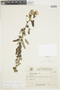 Pavonia orientalis image