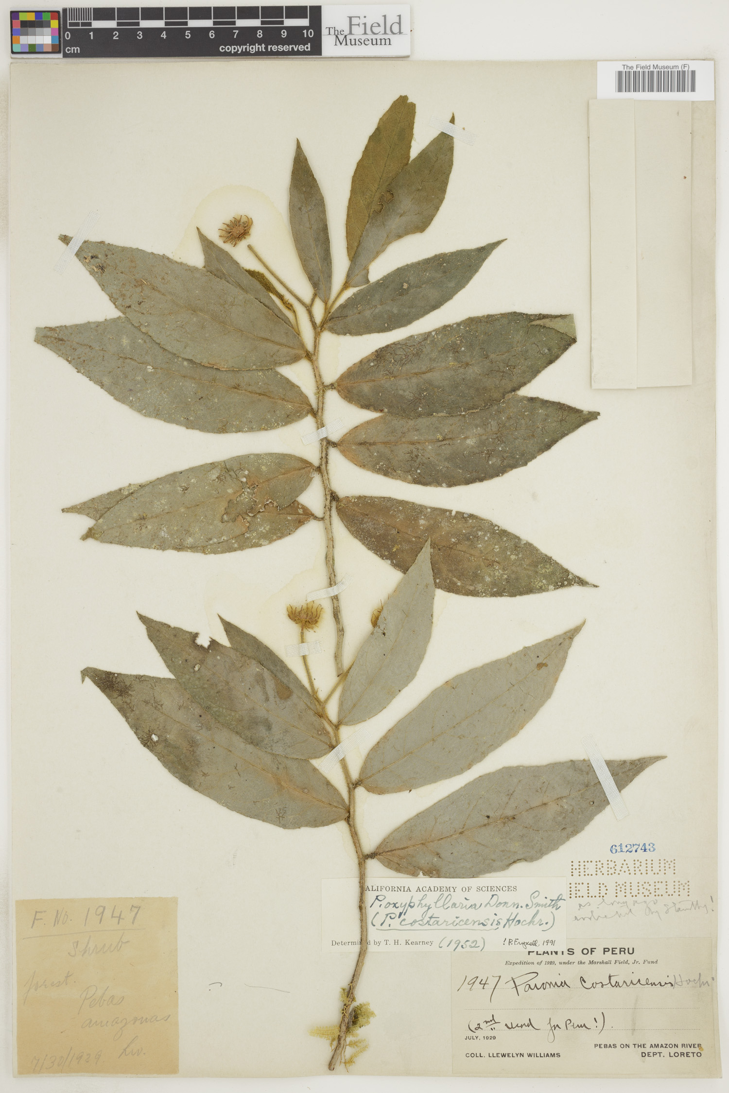 Pavonia oxyphyllaria image