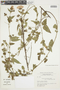 Pavonia psilophylla image
