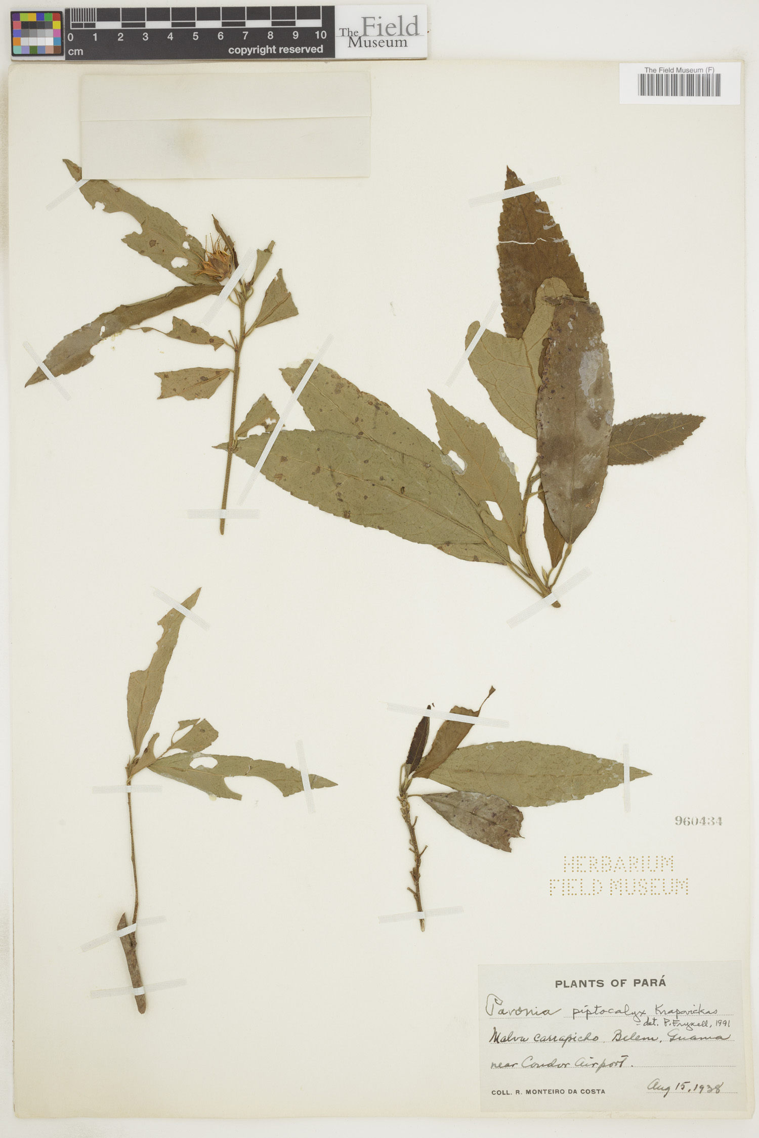 Pavonia piptocalyx image