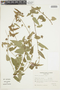 Pavonia psilophylla image