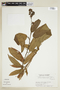 Pavonia rhizophorae image