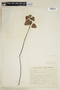 Pavonia rosa-campestris image