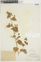 Pavonia sidifolia image