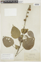 Pavonia spicata image