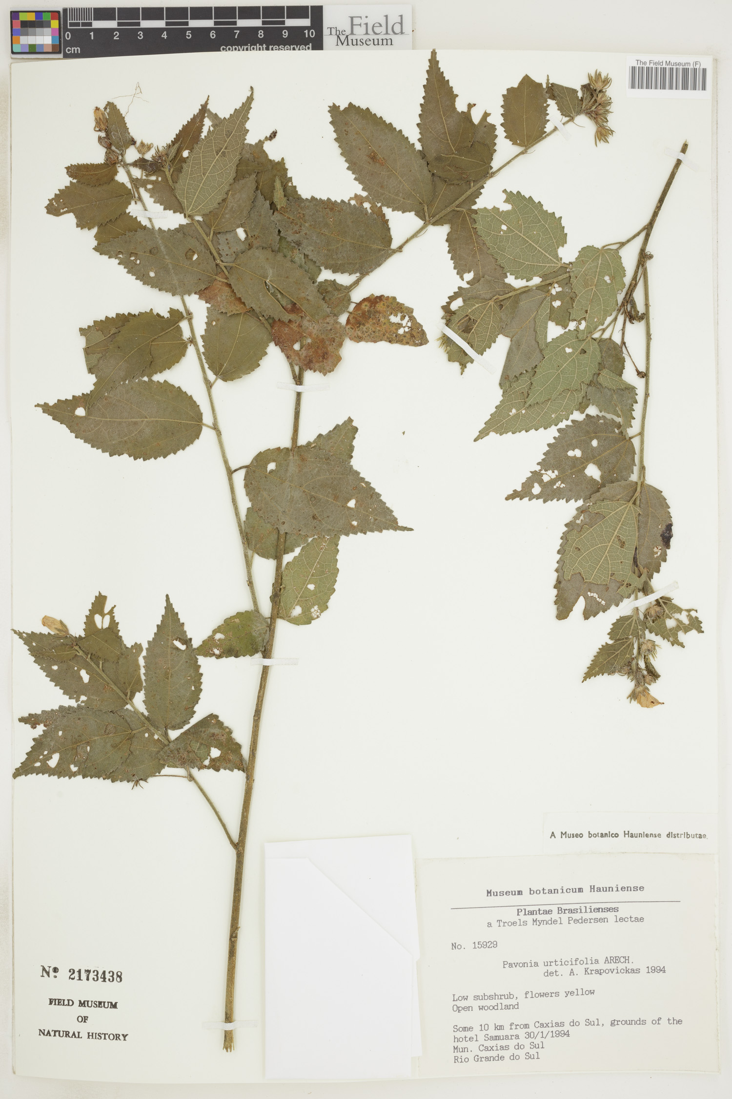 Pavonia urticifolia image