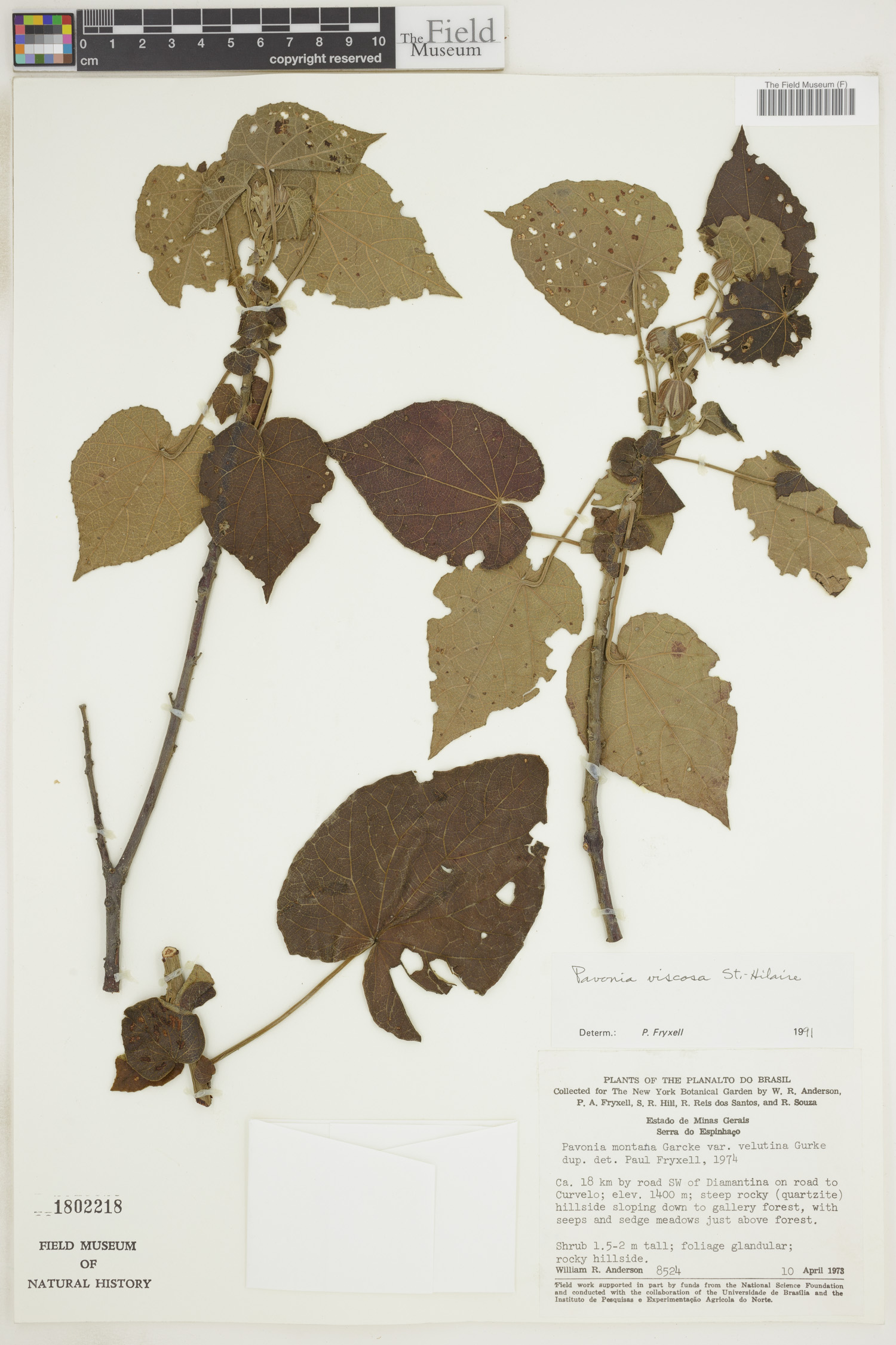 Pavonia viscosa image