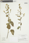 Pavonia vitifolia image