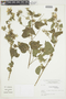 Pavonia vitifolia image
