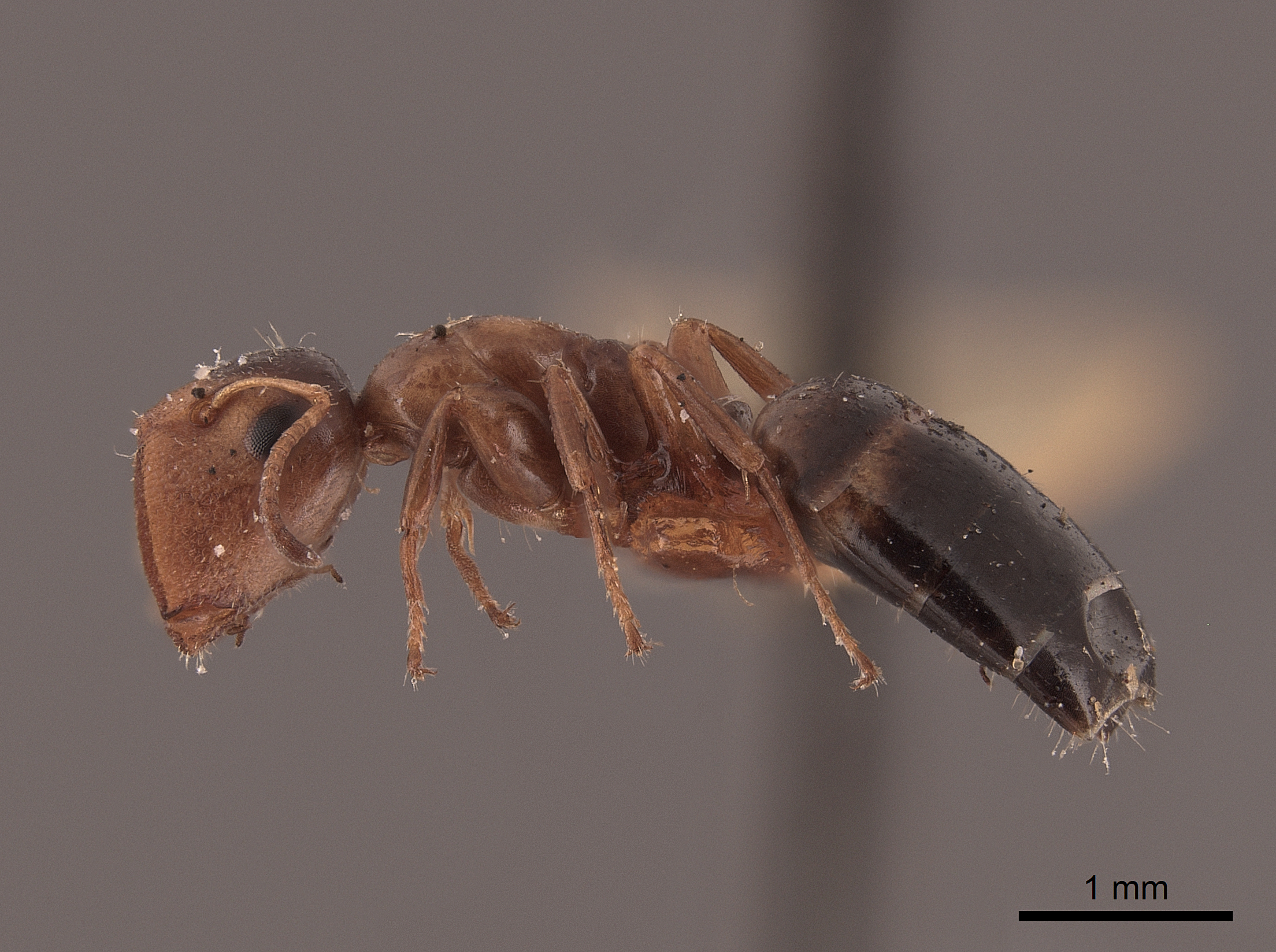Camponotus mississippiensis image