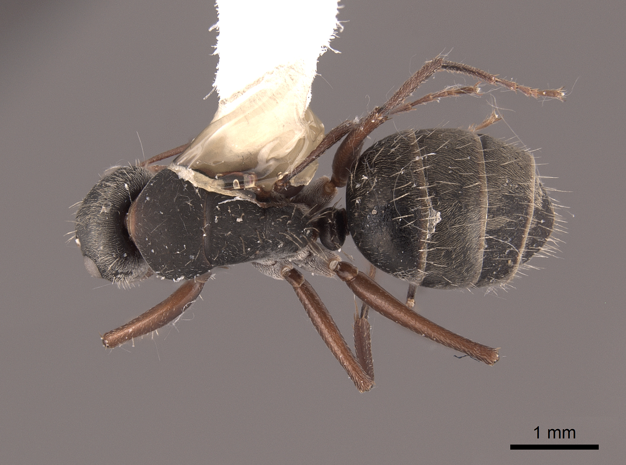 Camponotus rusticus image