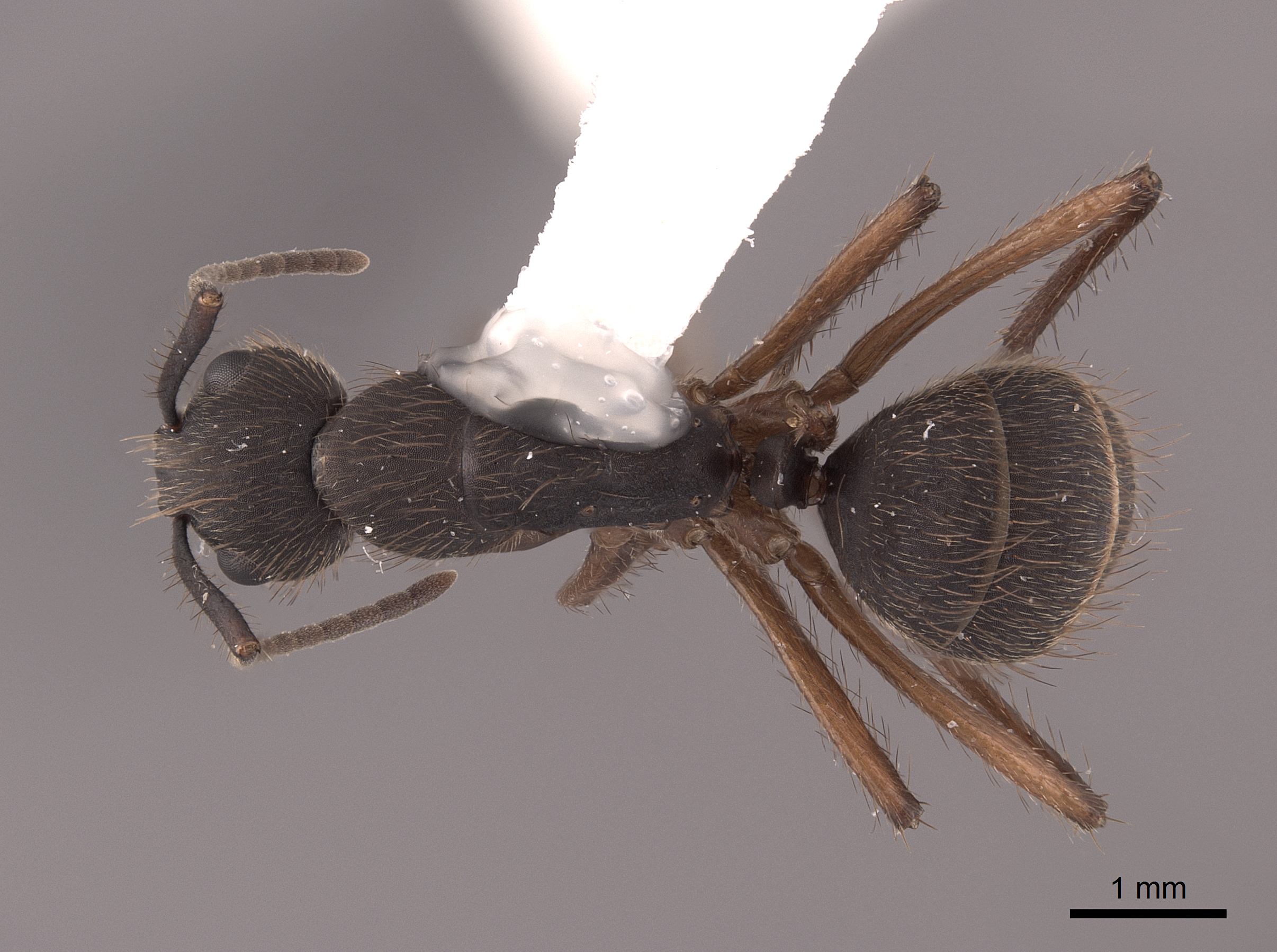 Camponotus rufipes thumbnail
