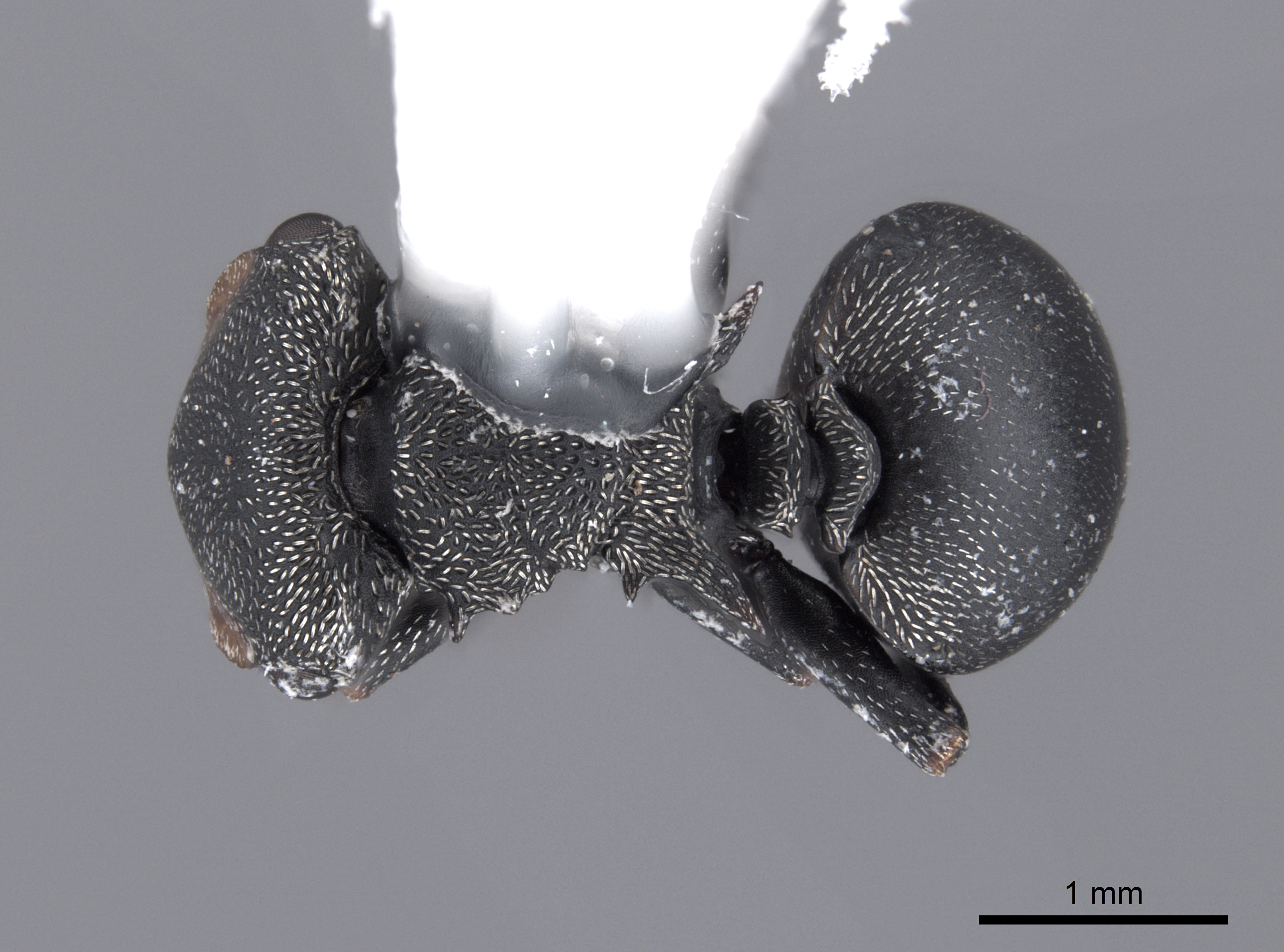 Cephalotes columbicus image