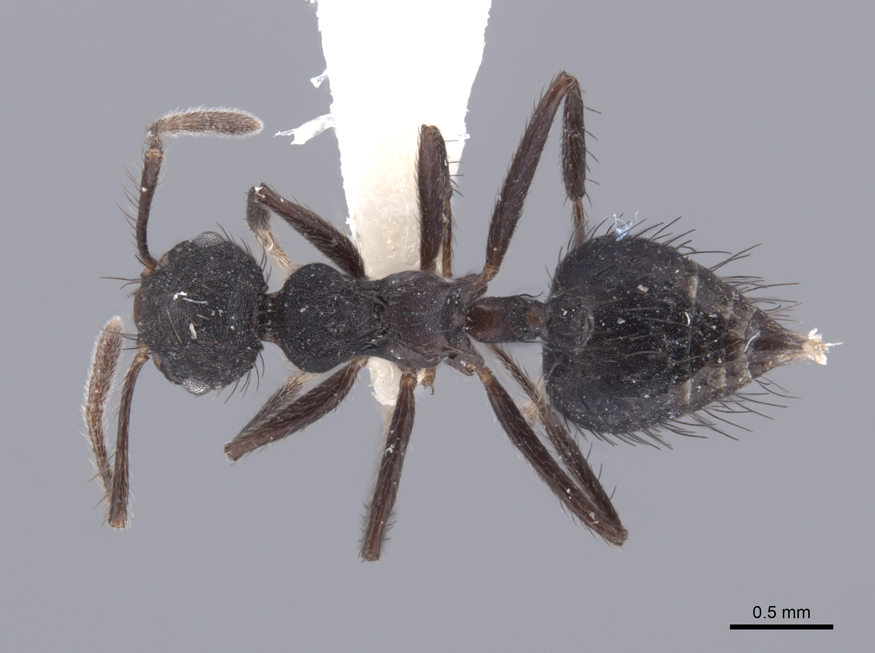 Crematogaster arcuata thumbnail