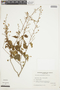 Wissadula macrantha image