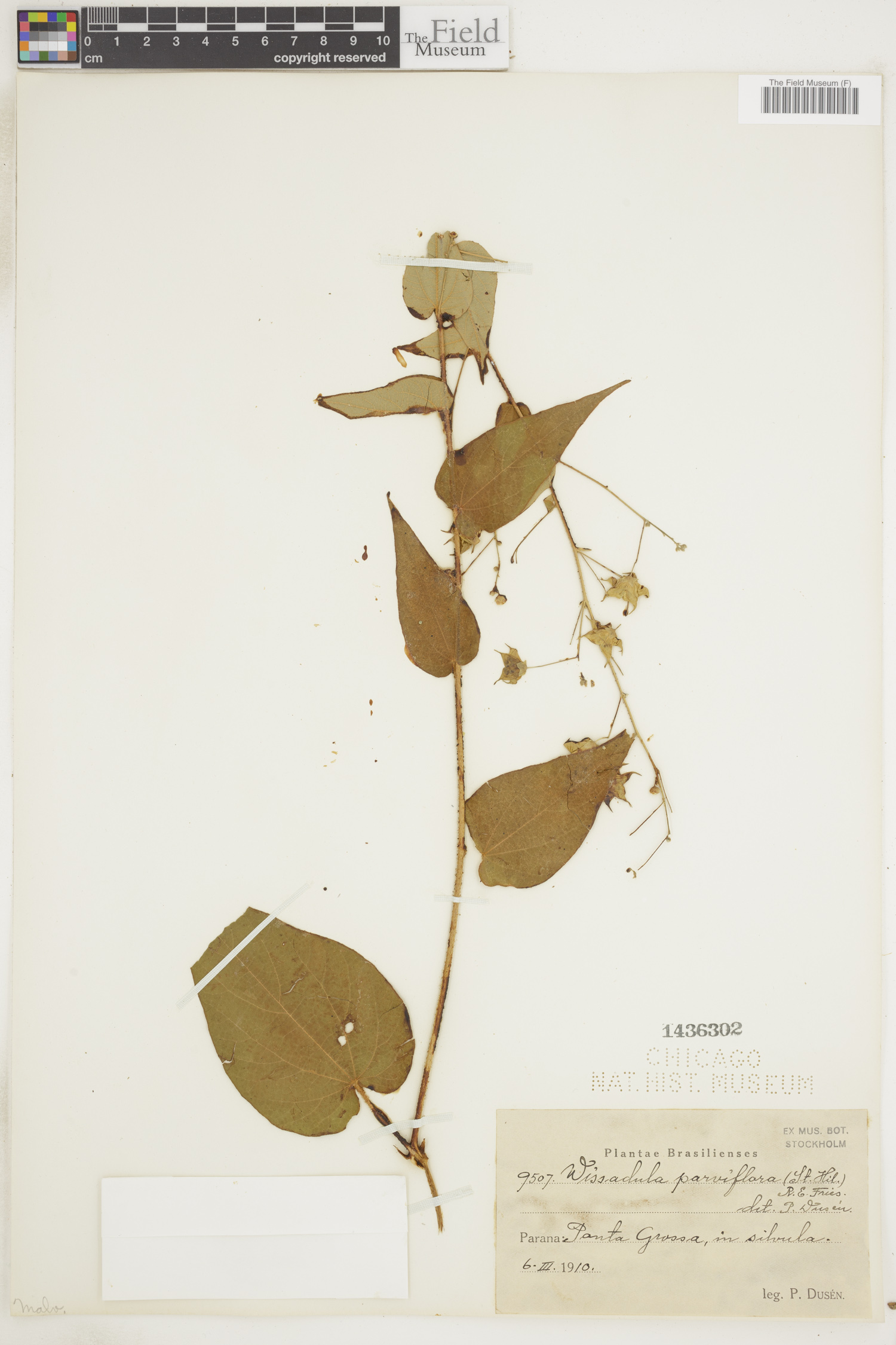 Wissadula parviflora image