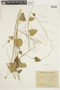 Wissadula periplocifolia image