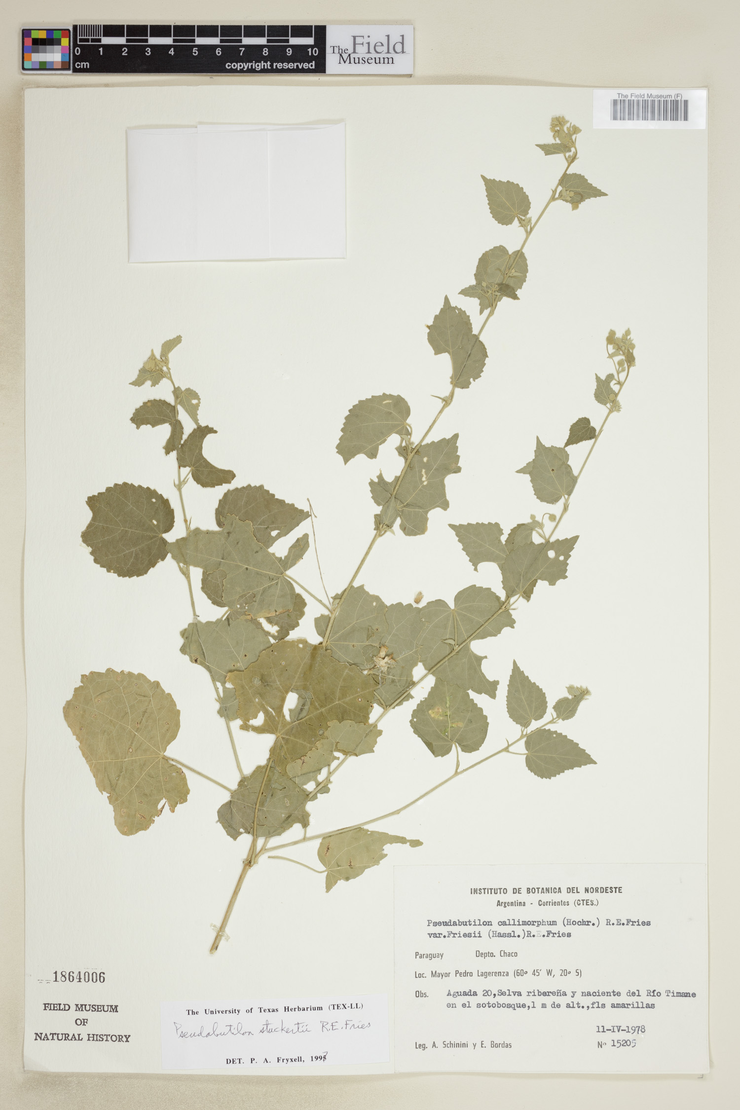 Pseudabutilon image