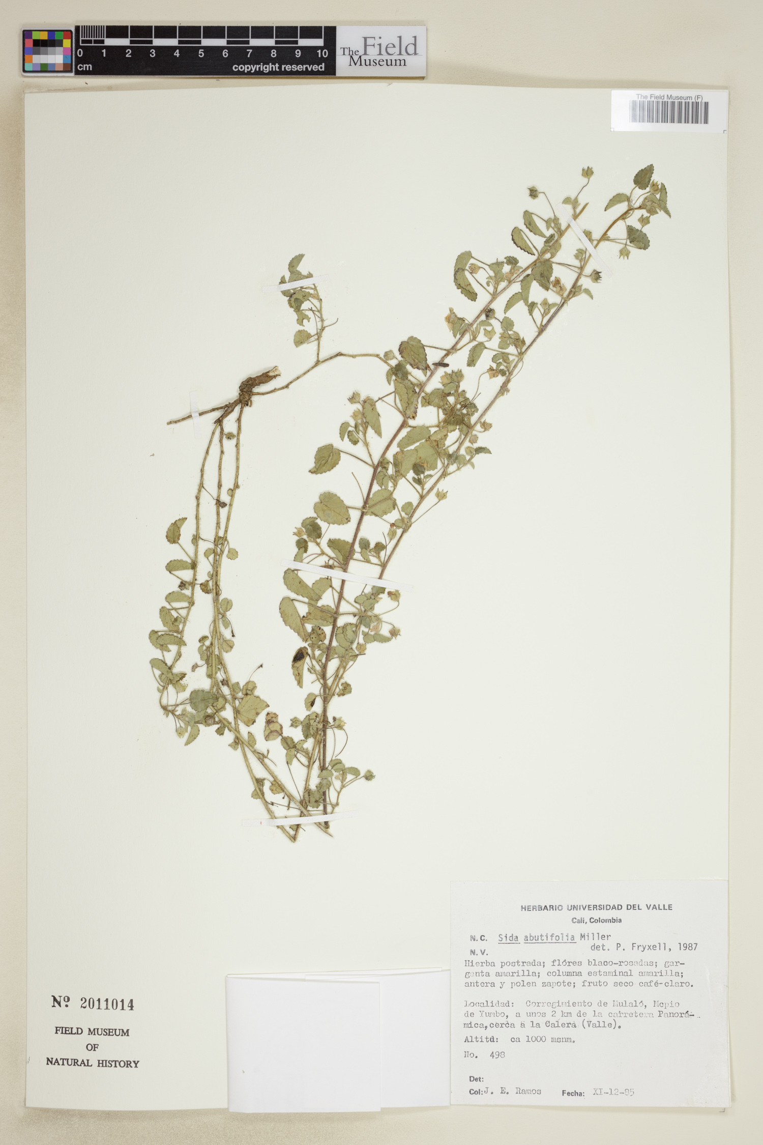 Sida abutifolia image
