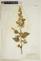 Sida cordifolia image