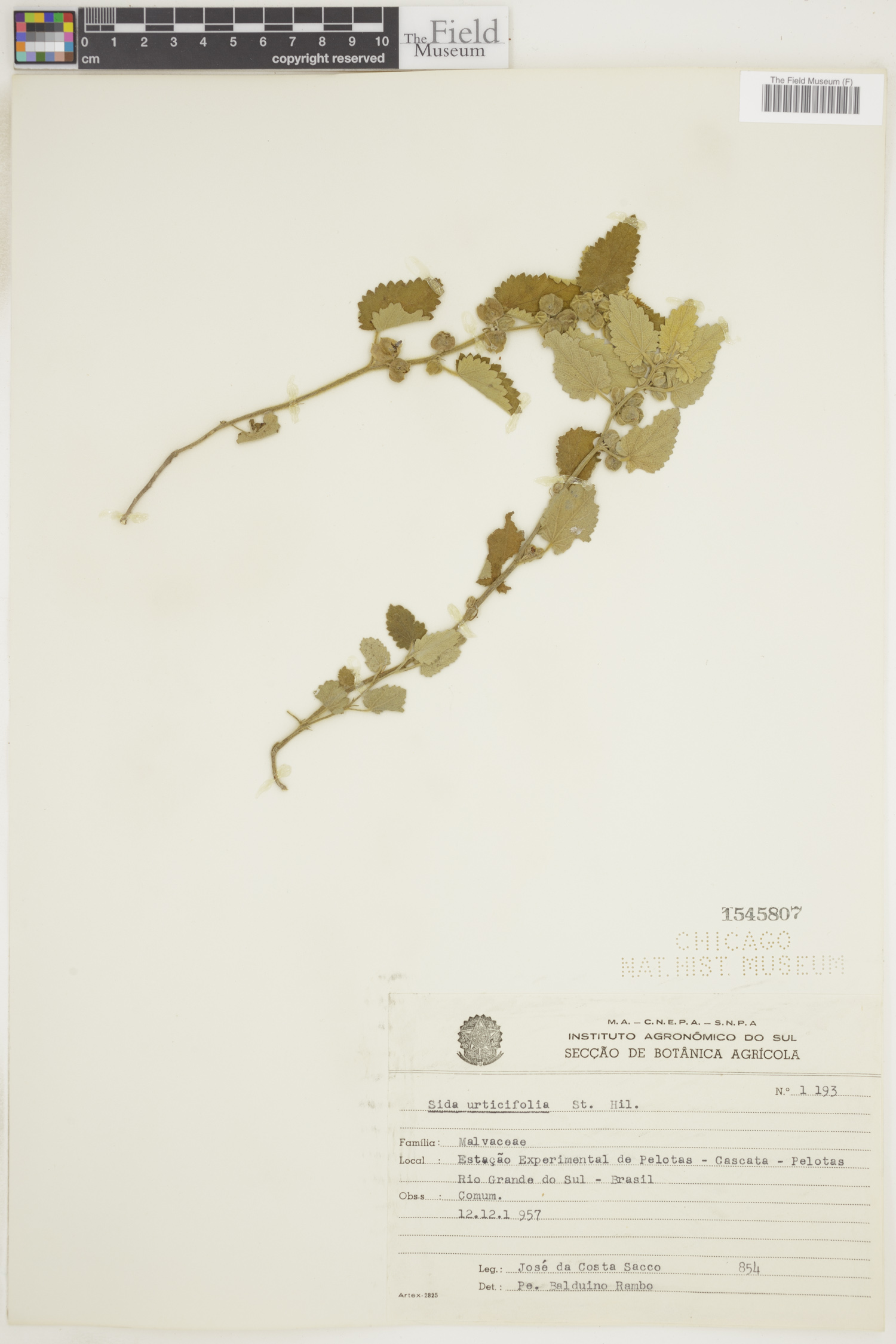 Sida urticifolia image