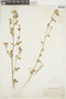 Sphaeralcea miniata image